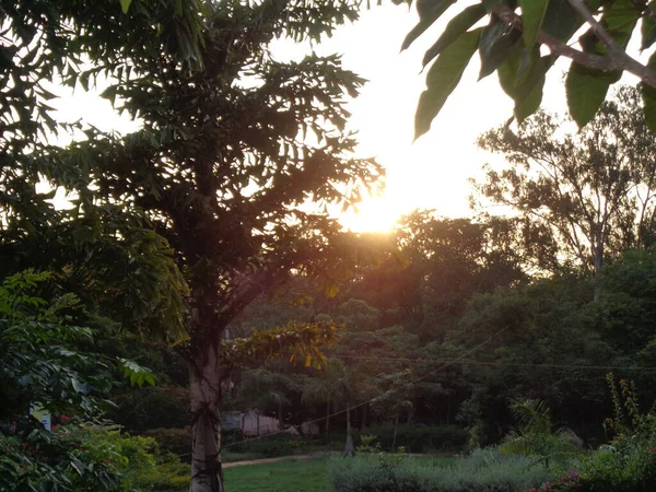 美丽的树 有落日背景 — 图库照片