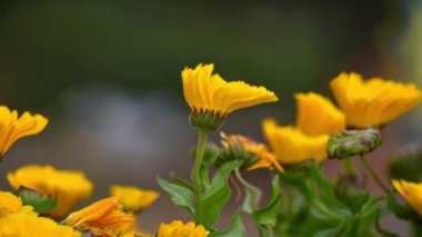 Suya batırılmış renkli çiçeklerin güzel manzarası, animasyon efekti Ultra HD 4K 3840X2160