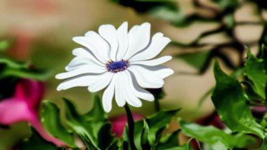 Suya batırılmış renkli çiçeklerin güzel manzarası, animasyon efekti Ultra HD 4K 3840X2160