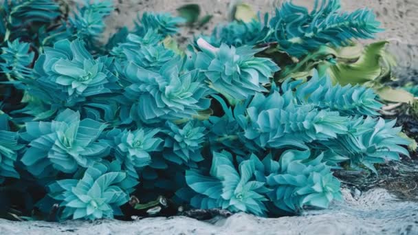 Vacker Utsikt Över Färgglada Blommor Nedsänkt Vatten Animation Effekt Ultra — Stockvideo