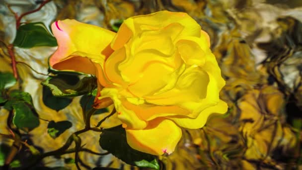 Prachtig Uitzicht Kleurrijke Bloemen Ondergedompeld Water Animatie Effect Ultra 3840X2160 — Stockvideo