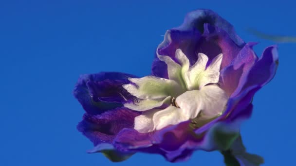 Belle Vue Sur Les Fleurs Colorées Immergées Dans Eau Effet — Video