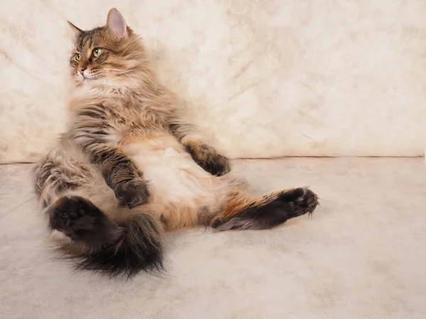 Nadýchaný červená kočka sedí velmi vtipné — Stock fotografie