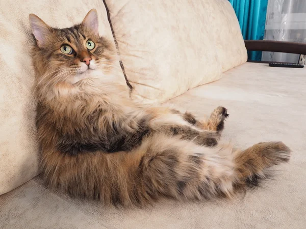 Kabarık kırmızı kedi çok komik oturuyor