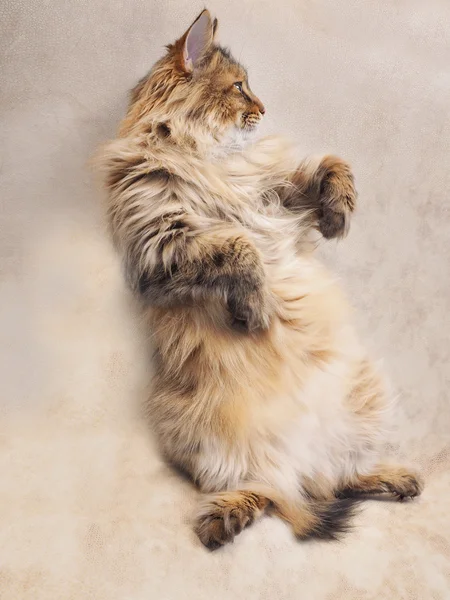 El grande shaggy gato es muy divertido de pie — Foto de Stock