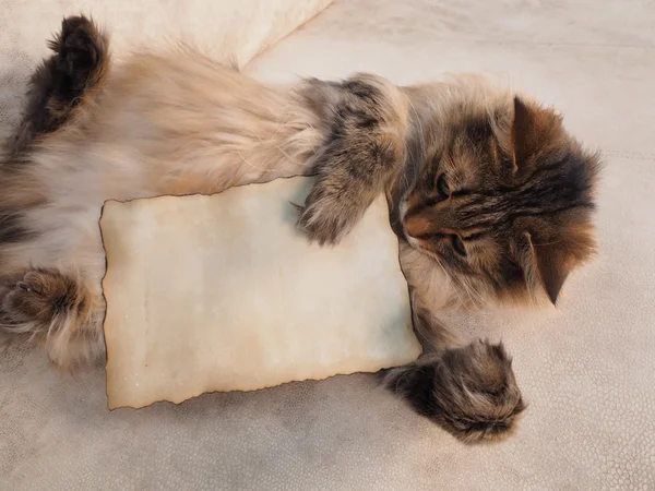 El gato guarda la tarjeta de las patas para una inscripción — Foto de Stock