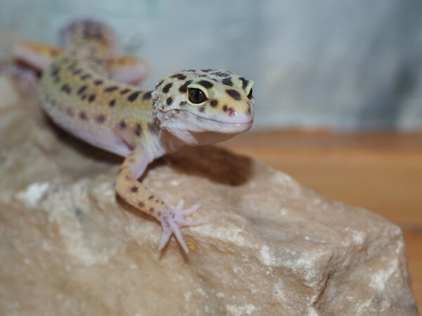 Маленький леопардовый геккон на камне. close up
