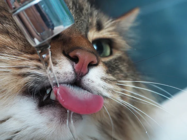Vicces macska agyarait ivóvízzel a fürdőszobában — Stock Fotó