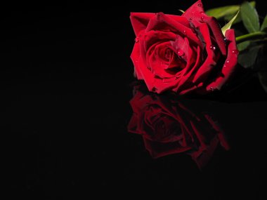 Siyah arkaplanda gül