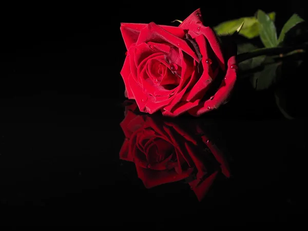 Rose auf schwarzem Hintergrund — Stockfoto