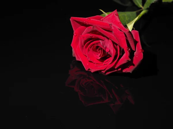 Rose auf schwarzem Hintergrund — Stockfoto