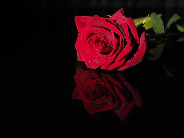 Rose auf schwarzem Hintergrund — Stockfoto