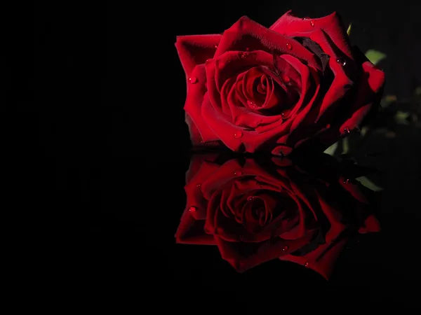 Rose auf schwarzem Hintergrund — Stockfoto