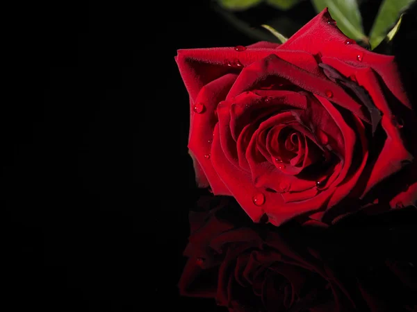 Роза на чёрном фоне — стоковое фото