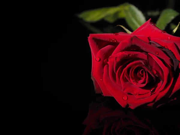 Роза на чёрном фоне — стоковое фото