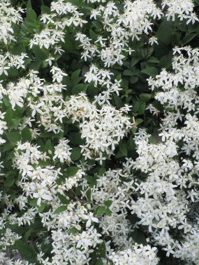 Akasma paniculata. çiçekli çalı Bahçe