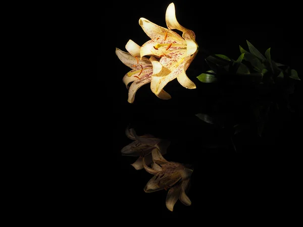 Lindos lírios amarelos em um fundo preto — Fotografia de Stock