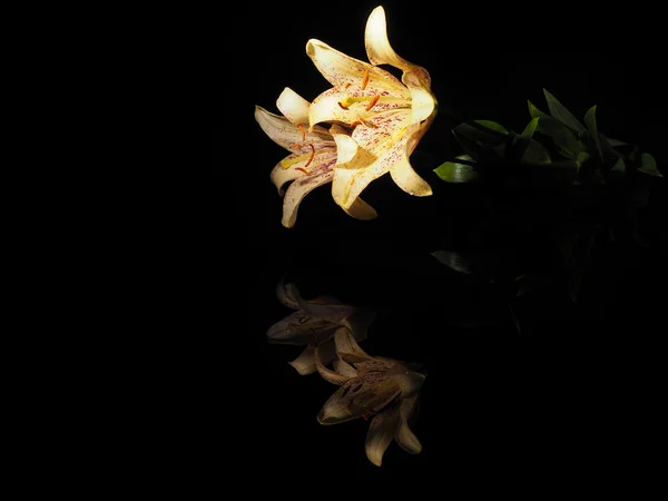 Beautiful yellow lilies on a black background Royalty Free Stock Images