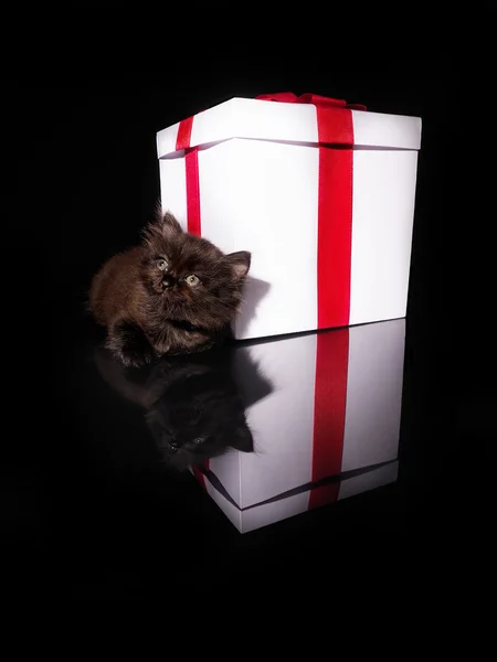 Gatinho bonito e caixa branca com um arco vermelho — Fotografia de Stock