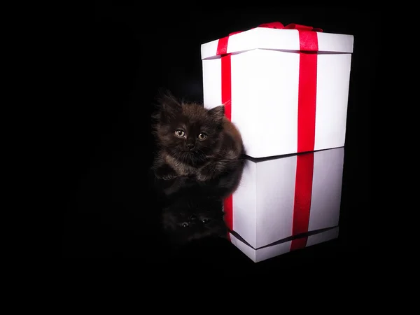 Gatinho bonito e caixa branca com um arco vermelho — Fotografia de Stock