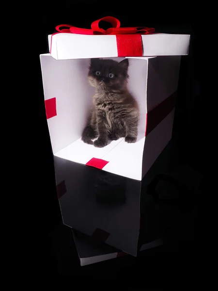 Güzel yavru kedi ve bir kırmızı yay ile beyaz kutu — Stok fotoğraf