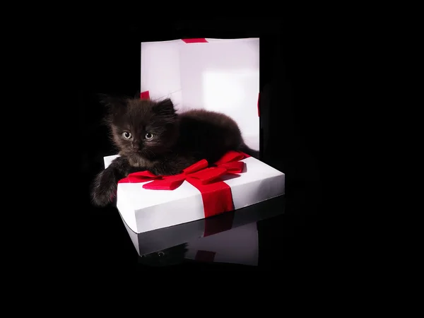 Gatinho bonito e caixa branca com um arco vermelho — Fotografia de Stock