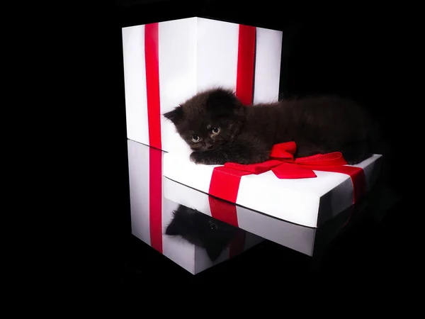 Gatinho bonito e caixa branca com um arco vermelho — Fotografia de Stock