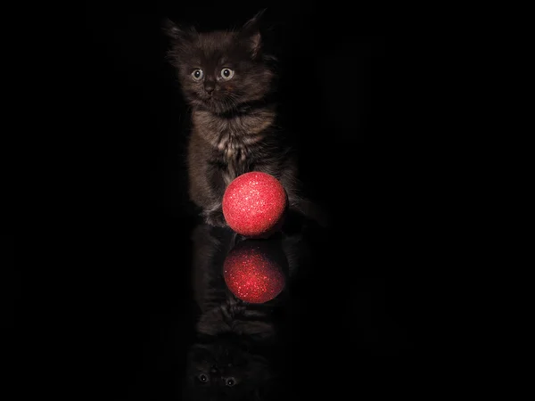 Cute kitten and red Christmas ball on a black background — Stock Photo, Image