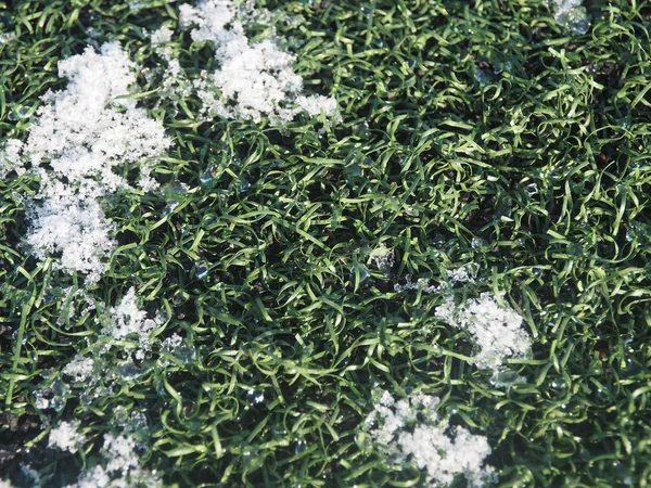 Herbe verte dans la neige — Photo