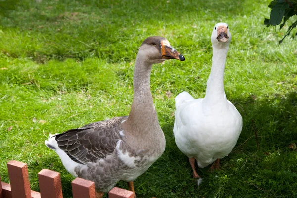 White and brown geese in green — Stock Photo, Image