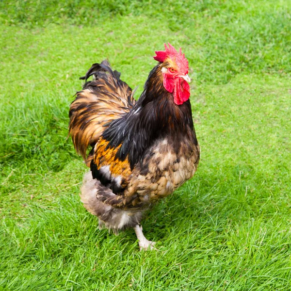 Rooster on green meadow at organic farm — Stock Photo, Image