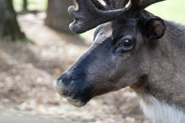 geyik Hayvanat Bahçesi, safari.