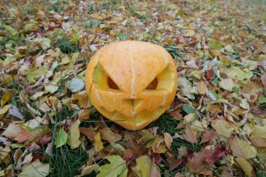 Kabak güz yaprakları