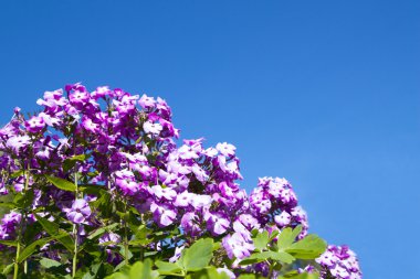 Mor Phlox çiçekler güneşli.