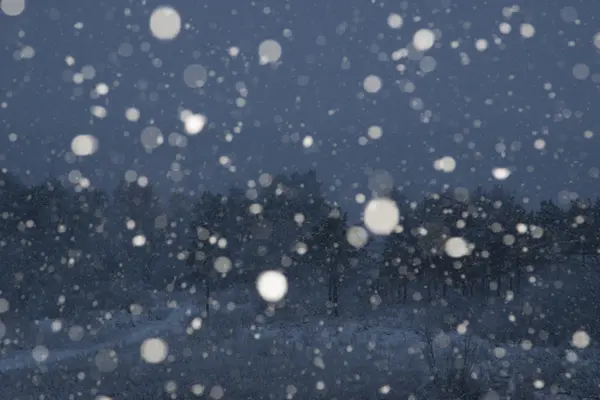 Forest on Christmas night — Stock Photo, Image