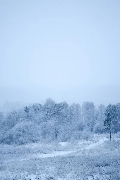 Inverno in un bosco con neve che cade a terra — Foto Stock