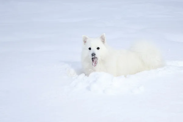Blanc spitz marche sur la neige hiver forêt — Photo