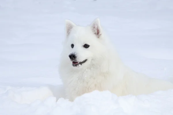 White spitz walking on the snow winter forest — Stock Photo, Image