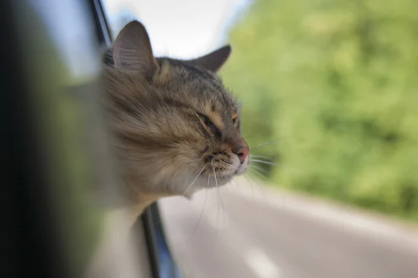 Cabeza gato fuera de un coche ventana en movimiento — Foto de Stock