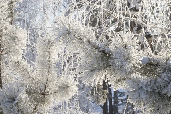 雪のある冬の森 — ストック写真