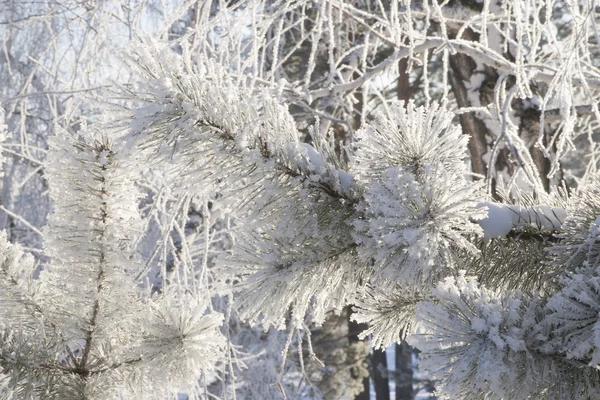 Foresta invernale con neve — Foto Stock