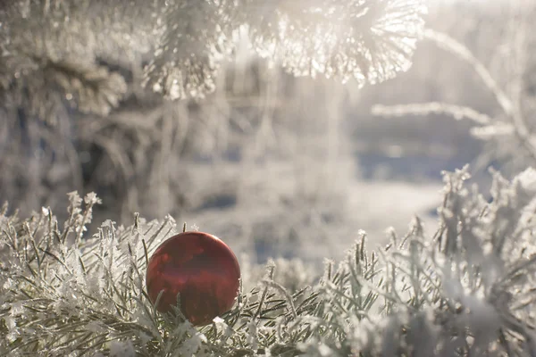 モミの赤いクリスマス ボール。雪に覆われた森. — ストック写真