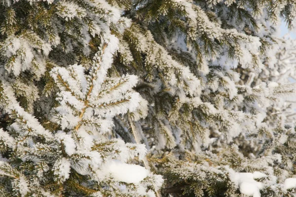 Foresta invernale con neve — Foto Stock