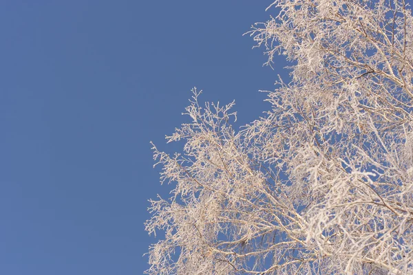 Winter trees on snow — Stock Photo, Image
