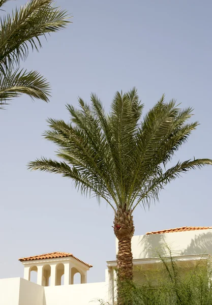 Medieval house in the Romanesque style, surrounded by palm trees — Stock Photo, Image