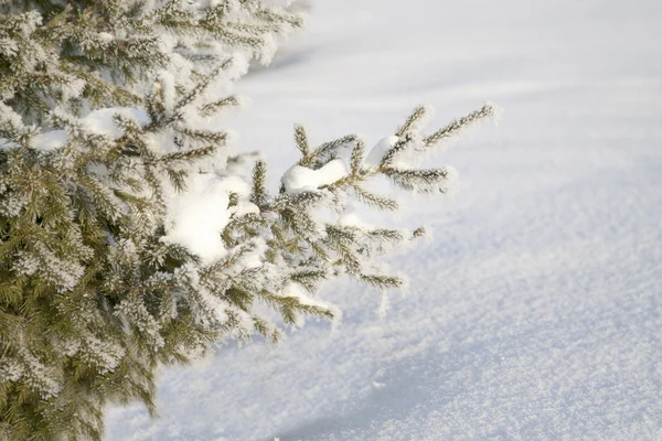 Bosque de invierno con nieve —  Fotos de Stock