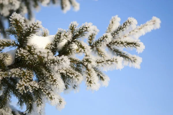 Foresta invernale con neve — Foto Stock