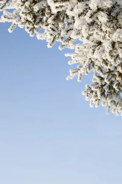 Téli erdő hó — Stock Fotó