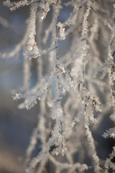 Winter trees on snow — Stock Photo, Image