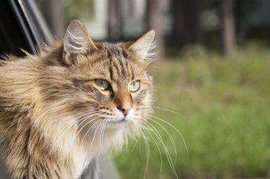  Hareketli araba pencereden kafa kedi